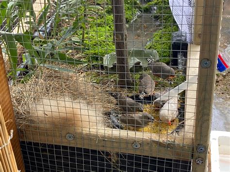 珍珠鳥幼鳥|珍珠鳥介紹，養殖技巧，以及區分公母，更生態養殖。。